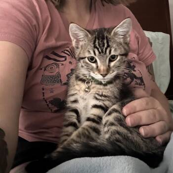 Hermione Icenhower -  Domestic Short Hair Cat for Adoption in Eagle Mountain, Utah - Hermione Icenhower | PetCurious