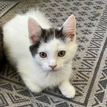 Henry in Stevensville, MD -  Domestic Short Hair Cat for Adoption - Henry In Stevensville, MD | PetCurious