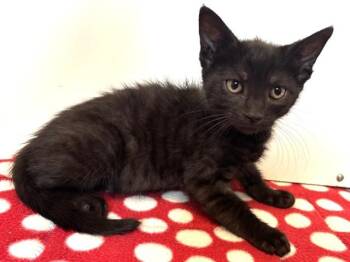 NELSON -  Domestic Short Hair Cat for Adoption in Sacramento, California - NELSON | PetCurious