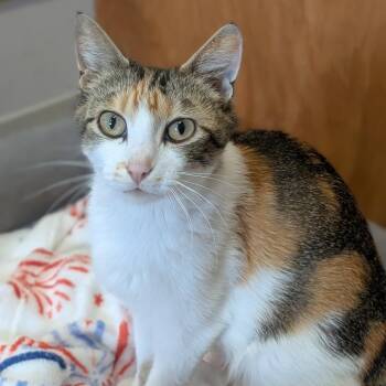 Pumpkin -  Domestic Short Hair Cat for Adoption in Prairie Du Chien, Wisconsin - Pumpkin | PetCurious