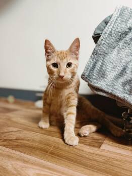 Rescue Domestic Short Hair Cats for Adoption in Varnville, South Carolina - Petey | PetCurious