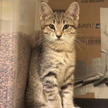 Ginger -  Tabby and Tortoiseshell Cat for Adoption in Grand Rapids, Michigan - Ginger | PetCurious