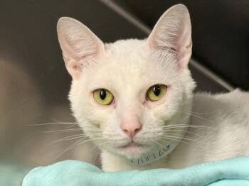 Winter -  Domestic Short Hair Cat for Adoption in New York, New York - Winter | PetCurious