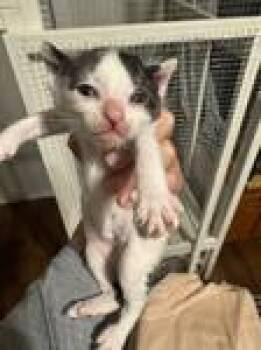 Vincent -  Domestic Short Hair Cat for Adoption in Chico, California - Vincent | PetCurious