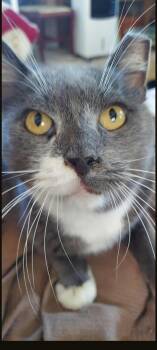 Domestic Short Hair Cats Available for Adoption in Jersey City, New Jersey - Chester | PetCurious