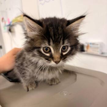 Domestic Long Hair Cats Available for Adoption in Spokane, Washington - Duckling | PetCurious