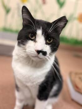 Teddy -  Domestic Short Hair Cat for Adoption in Kalispell, Montana - Teddy | PetCurious