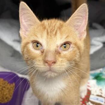 Fonzie -  Domestic Short Hair Cat for Adoption in North Myrtle Beach, South Carolina - Fonzie | PetCurious