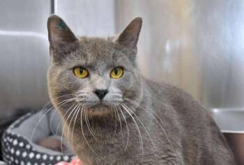 Domestic Short Hair Cats Available for Adoption in Coupeville, Washington - Baloo | PetCurious