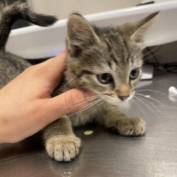 Roxy -  Domestic Medium Hair Cat for Adoption in Chicago, Illinois - Roxy | PetCurious
