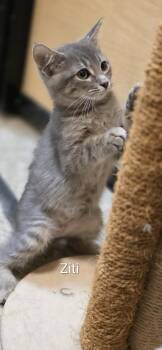 Domestic Short Hair Cats Available for Adoption in Rowlett, Texas - Ziti | PetCurious