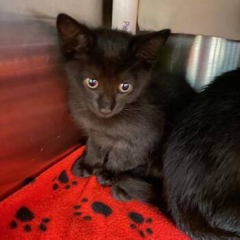 Amber -  Domestic Short Hair Cat for Adoption in West Palm Beach, Florida - Amber | PetCurious