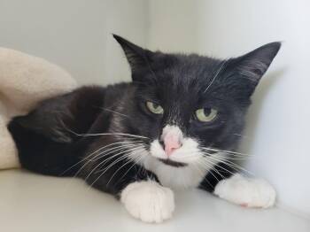 Domestic Short Hair Cats Available for Adoption - Auguste | PetCurious