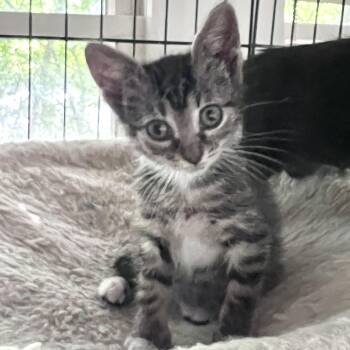 Pink Pony -  Domestic Short Hair Cat for Adoption in Maplewood, New Jersey - Pink Pony | PetCurious