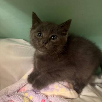 Domestic Short Hair Cats Available for Adoption in Lynchburg, Virginia - Ditto | PetCurious