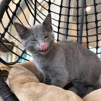 George -  Domestic Medium Hair Cat for Adoption in Louisville, Kentucky - George | PetCurious