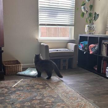 Domestic Long Hair Cats Available for Adoption - Frannie D | PetCurious