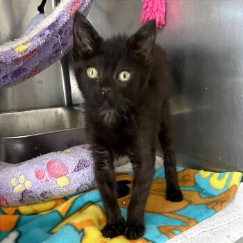 Selina -  Domestic Short Hair Cat for Adoption in Blackfoot, Idaho - Selina | PetCurious