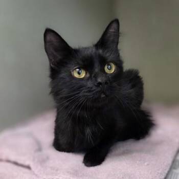 Midnight -  Domestic Medium Hair and Domestic Short Hair Cat for Adoption in Westland, Michigan - Midnight | PetCurious