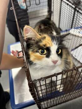 CARMEL -  Domestic Long Hair Cat for Adoption in Kalamazoo, Michigan - CARMEL | PetCurious