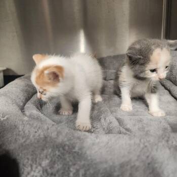 Conway -  Domestic Short Hair Cat for Adoption in Evensville, Tennessee - Conway | PetCurious
