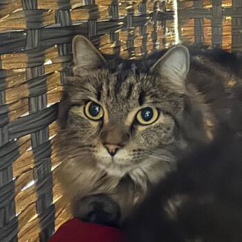 Gillian *Bonded to Sally* -  Domestic Long Hair Cat for Adoption in Kennebunk, Maine - Gillian *Bonded To Sally* | PetCurious