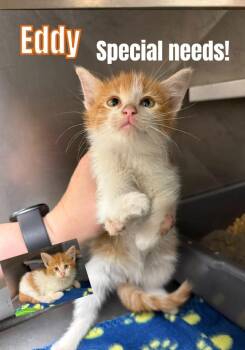 Eddy -  Domestic Medium Hair Cat for Adoption in Bossier City, Louisiana - Eddy | PetCurious