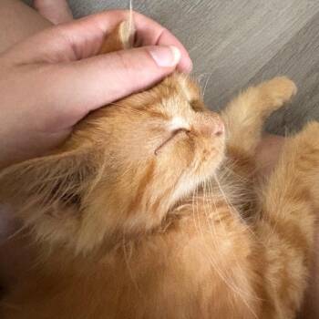 Eddy -  Domestic Long Hair Cat for Adoption - Eddy | PetCurious