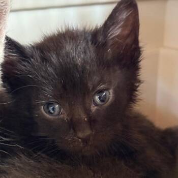 Domestic Short Hair Cats Available for Adoption - Carla Kits 3 | PetCurious