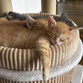 Freki -  Domestic Short Hair Cat for Adoption in Houston, Texas - Freki | PetCurious