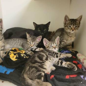 Indigo -  Domestic Short Hair Cat for Adoption in Columbia, Missouri - Indigo | PetCurious