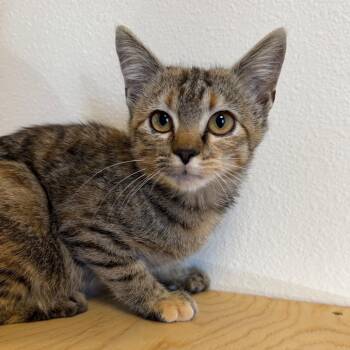 Spectrum -  Domestic Short Hair Cat for Adoption in Cody, Wyoming - Spectrum | PetCurious