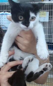 PIXIE -  Domestic Short Hair Cat for Adoption in Salinas, California - PIXIE | PetCurious