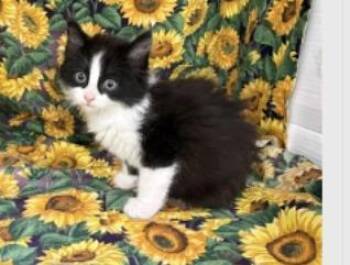 Domestic Medium Hair and Domestic Short Hair Cats Available for Adoption in Largo, Florida - Johnni | PetCurious