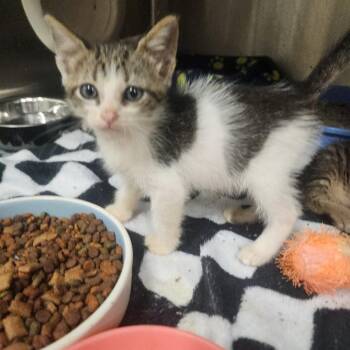 Clawdette -  Domestic Short Hair Cat for Adoption in Evensville, Tennessee - Clawdette | PetCurious