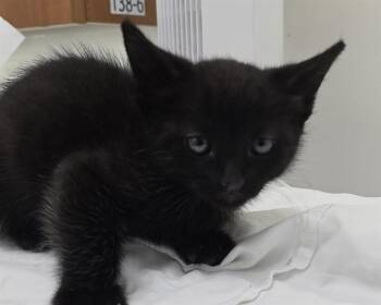 Domestic Short Hair Cats Available for Adoption in Fort Lauderdale, Florida - A2475406 | PetCurious