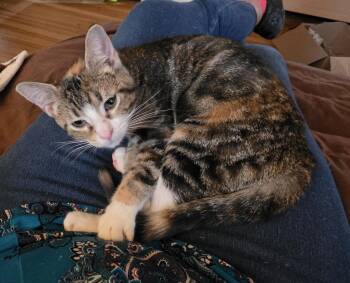 Kalila -  Calico Cat for Adoption in Massillon, Ohio - Kalila | PetCurious