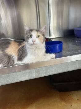 Caroline -  Domestic Medium Hair Cat for Adoption in Austin, Minnesota - Caroline | PetCurious