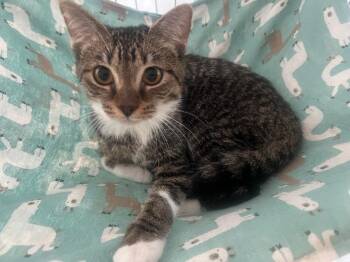 Rescue Domestic Short Hair Cats for Adoption in Boca Raton, Florida - Flower | PetCurious