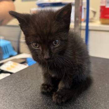 Pennymeows -  Domestic Short Hair Cat for Adoption in Lake Panasoffkee, Florida - Pennymeows | PetCurious