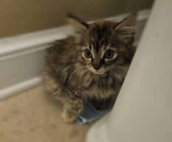 Rescue Domestic Long Hair Cats for Adoption in Herndon, Virginia - Rumi | PetCurious