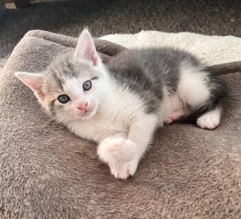 LIMA -  Domestic Short Hair Cat for Adoption in Ames, Iowa - LIMA | PetCurious