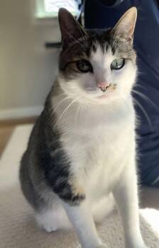 Charlie -  Domestic Short Hair Cat for Adoption in Richland, Michigan - Charlie | PetCurious