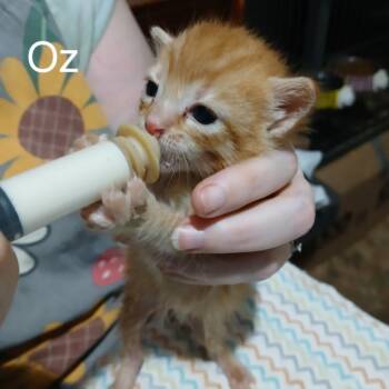 Oz -  Domestic Short Hair Cat for Adoption in Gainesville, Florida - Oz | PetCurious
