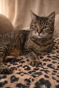 Domestic Short Hair Cats Available for Adoption in Coachella, California - Chloe | PetCurious