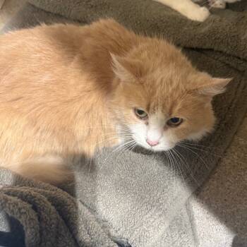 Rescue Domestic Long Hair Cats for Adoption in Garfield, Arkansas - Bonnie | PetCurious