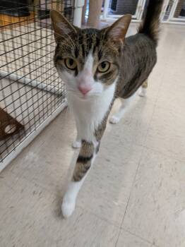 Watson -  Tabby Cat for Adoption in Frederick, Maryland - Watson | PetCurious