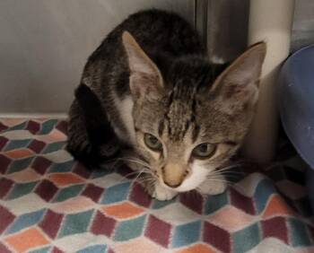 Milkshake -  Domestic Short Hair Cat for Adoption in Hopkinsville, Kentucky - Milkshake | PetCurious
