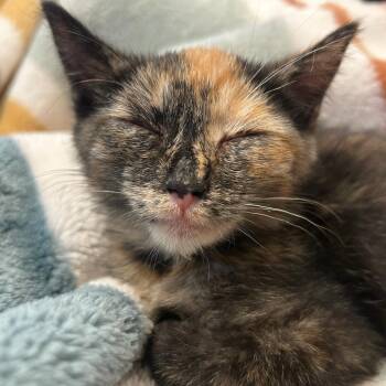 Beef -  American Shorthair Cat for Adoption in Overland Park, Kansas - Beef | PetCurious