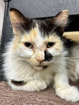 Princess Donut Queen Ann Chunk -  Domestic Medium Hair Cat for Adoption in Wichita, Kansas - Princess Donut Queen Ann Chunk | PetCurious